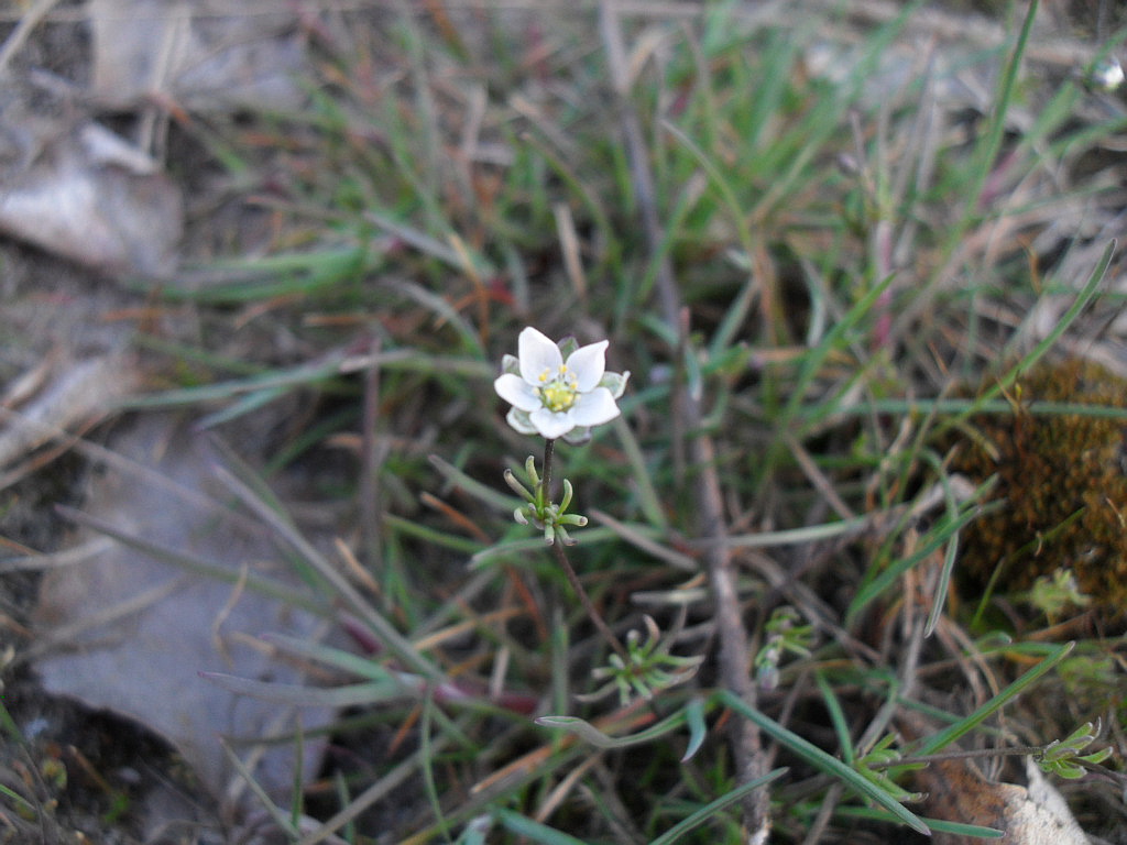 Image of Spergula morisonii specimen.