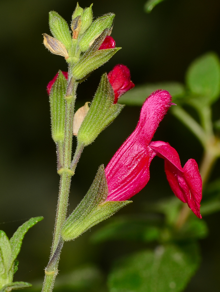 Image of Salvia microphylla specimen.