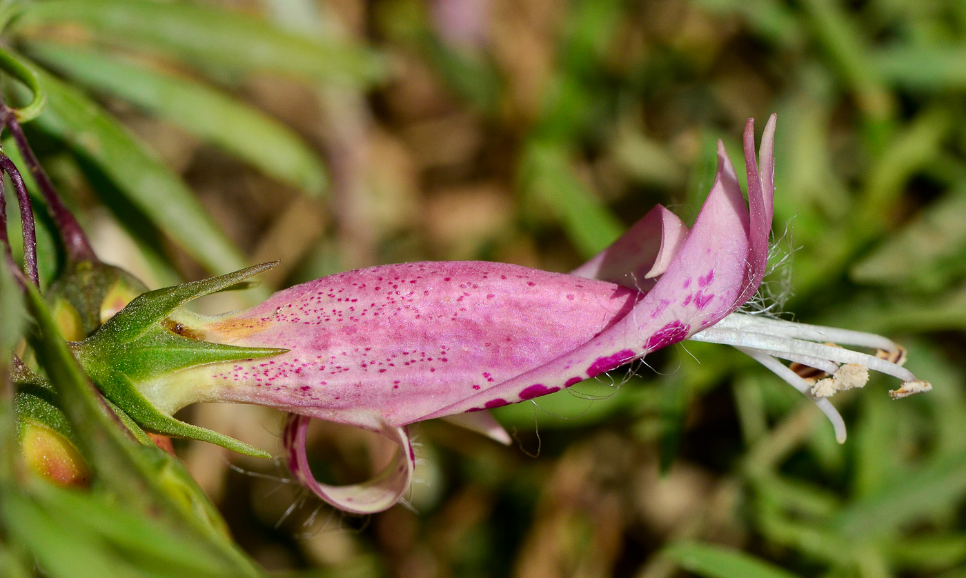 Image of Eremophila maculata specimen.