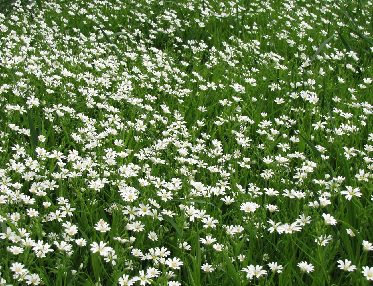 Image of Stellaria holostea specimen.