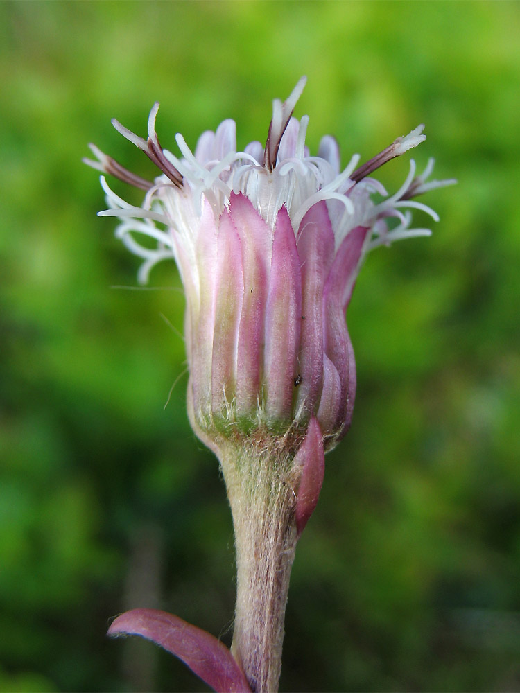 Image of Homogyne alpina specimen.