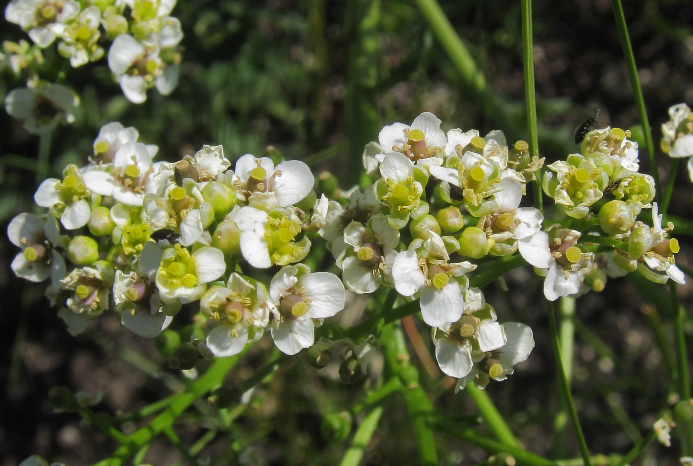 Image of Crambe tataria specimen.