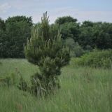 Pinus sylvestris. Молодое дерево на высоком пойменном лугу. Ленинградская обл., пойма р. Луга у дер. Кемка. 13.06.2009.