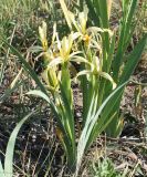 Image of taxon representative. Author is Тамара Риб