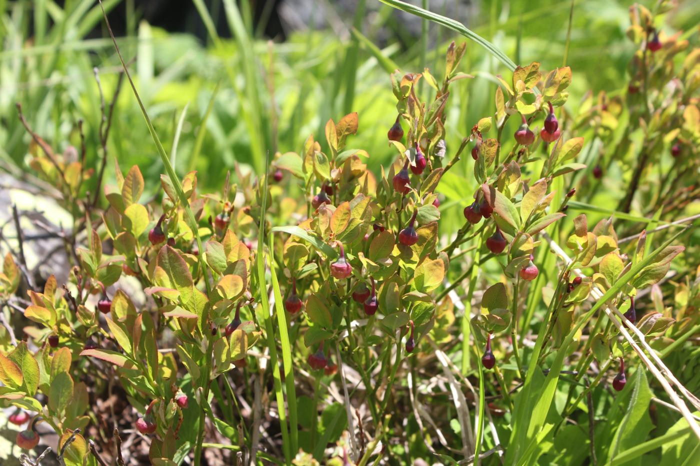 Image of Vaccinium myrtillus specimen.