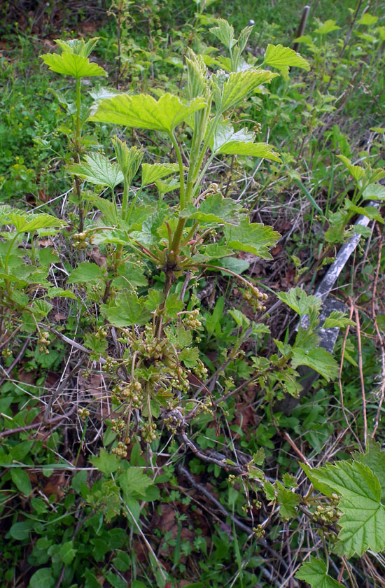 Изображение особи род Ribes.