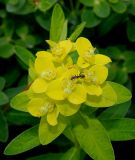 Euphorbia villosa. Верхушка побега с соцветием и муравьём. Германия, г. Дюссельдорф, Ботанический сад университета. 02.06.2014.