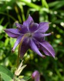 Aquilegia vulgaris. Цветок (вид со стороны цветоножки). Ярославль, правый берег р. Которосль, луговина. 12 июня 2014 г.