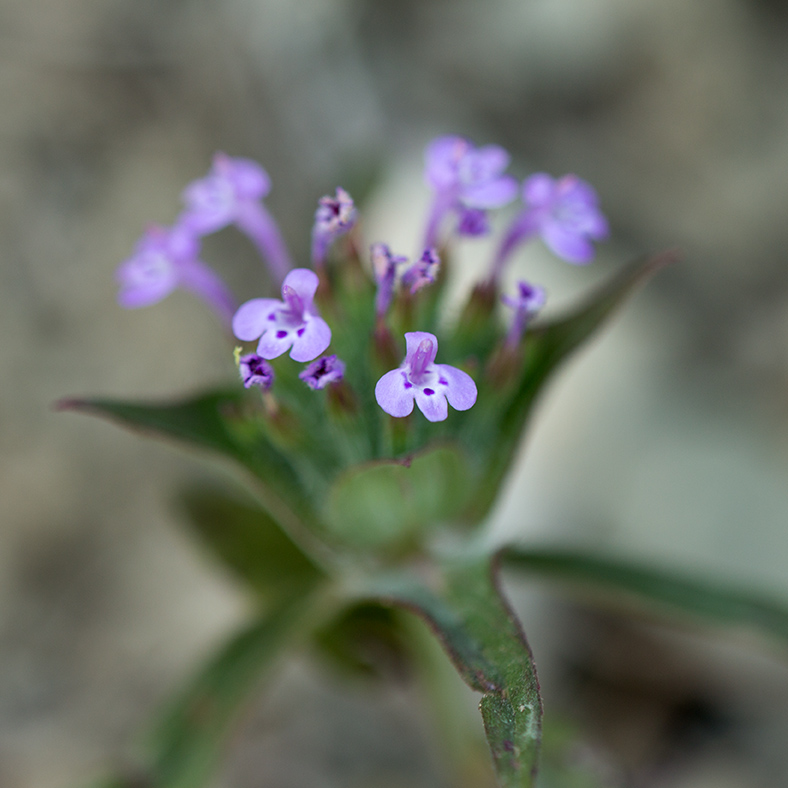 Изображение особи Ziziphora capitata.