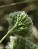 Achillea setacea. Тыльная сторона соцветия. Молдова, Криулянский р-н, окрестности с. Слободзея-Дужка, пойма р. Днестр. 13.07.2014.