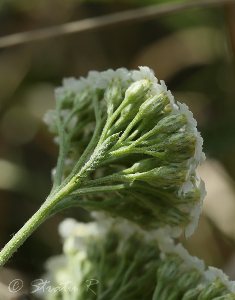 Image of Achillea setacea specimen.