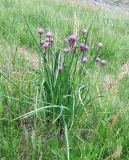 Allium schoenoprasum. Цветущее растение в сырой лощине. Кольский полуостров, Восточный Мурман, окр. пос. Дальние Зеленцы, берег губы Шельпинская. 16.07.2009.