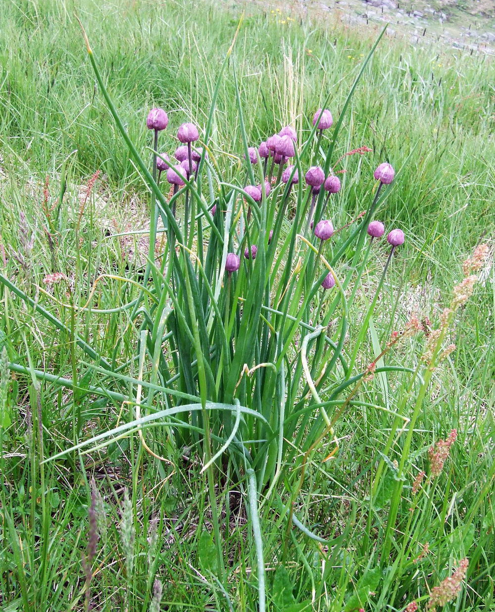 Image of Allium schoenoprasum specimen.