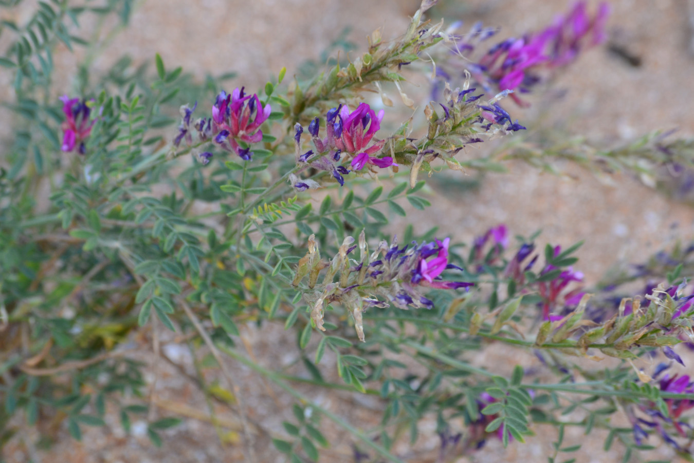 Изображение особи Astragalus varius.