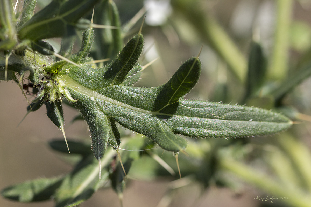 Image of Cirsium serrulatum specimen.