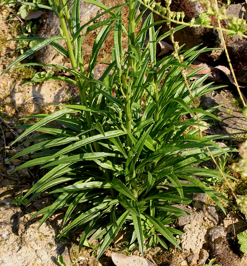 Image of Campanula persicifolia specimen.