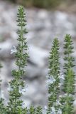 genus Satureja. Верхушки цветущих растений. Черногория, Которский муниципалитет, окр. г. Котор. 16.07.2014.