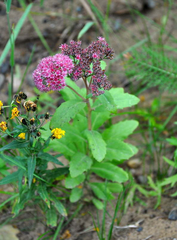 Изображение особи Hylotelephium triphyllum.