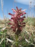 Pedicularis alberti