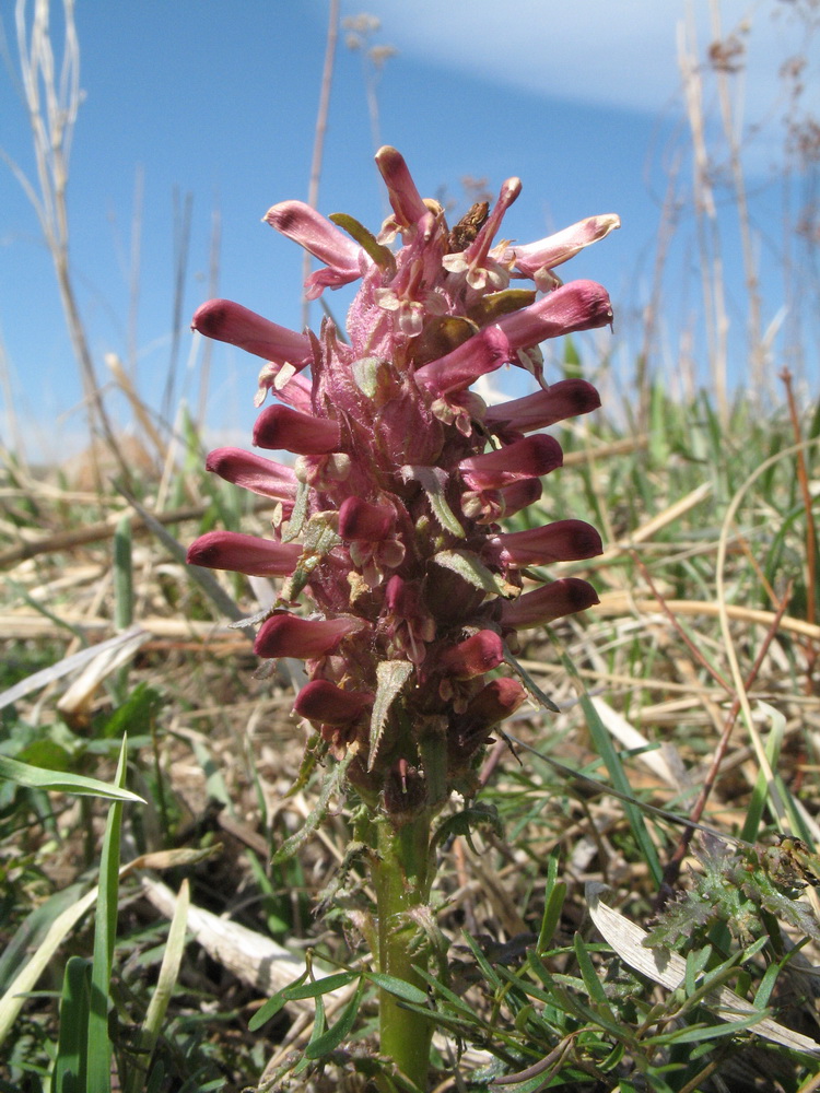 Изображение особи Pedicularis alberti.