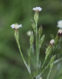 Symphyotrichum subulatum