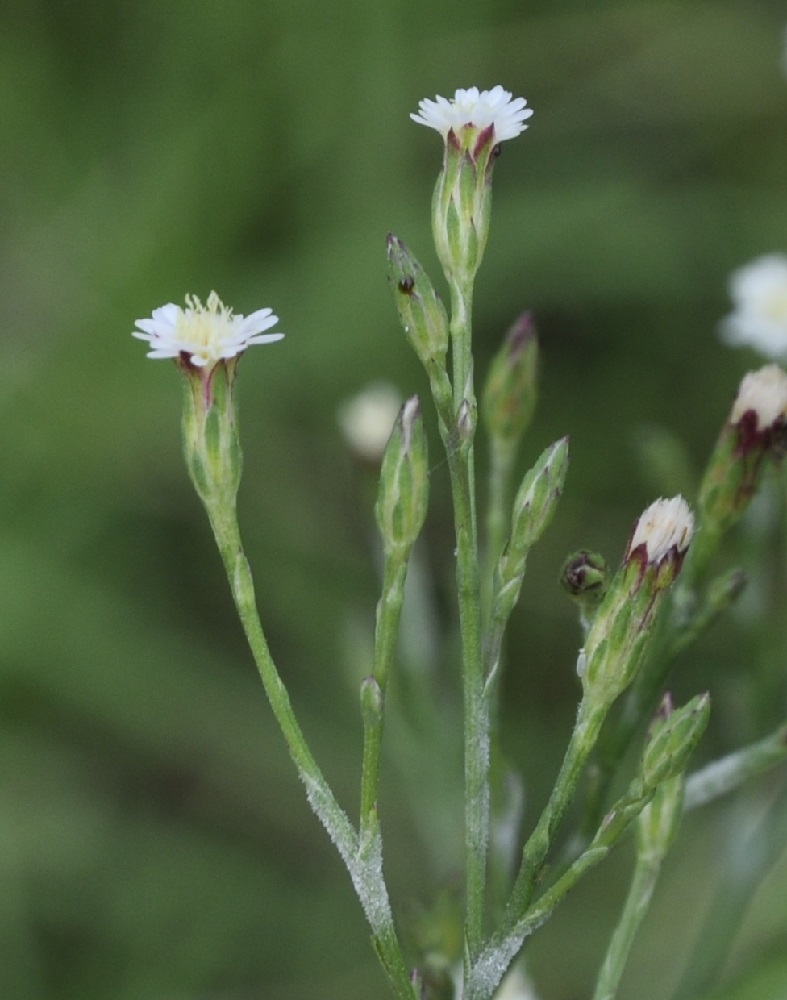 Image of Symphyotrichum subulatum specimen.