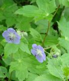 Geranium platyanthum. Верхняя часть растения с цветками и бутонами. Приморский край, Владивосток, лес на склоне рядом с Ботаническим садом. 02.06.2008.