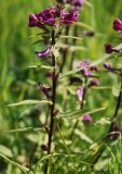 Pedicularis resupinata. Верхушка цветущего растения. Бурятия, Чивыркуйский залив, окр. п. Чивыркуй. 18.07.2009.