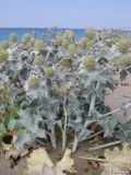 Eryngium maritimum