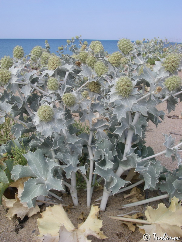 Image of Eryngium maritimum specimen.