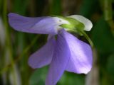 Viola sacchalinensis