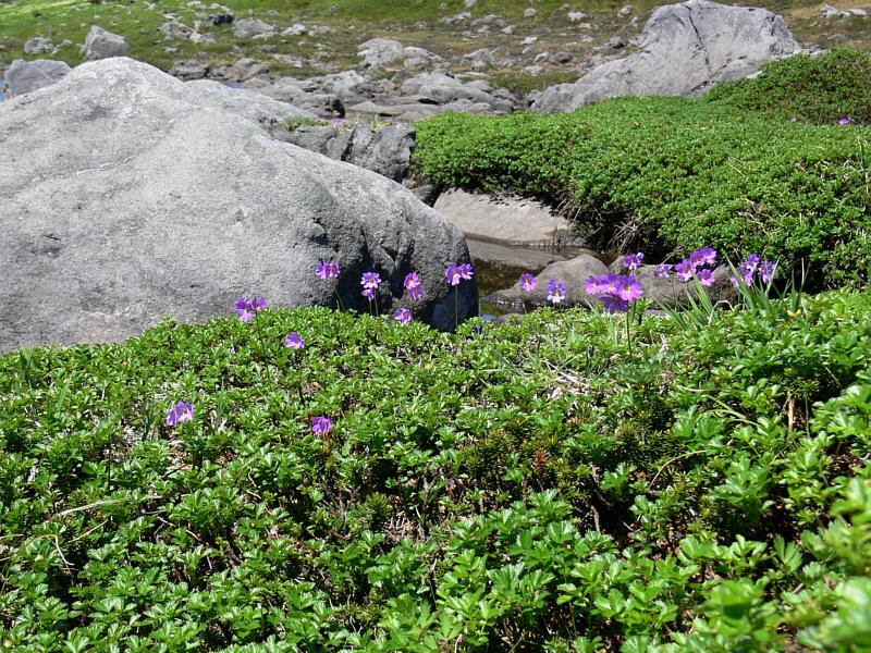 Image of Primula cuneifolia specimen.
