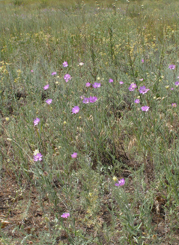 Изображение особи Xeranthemum annuum.