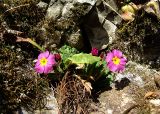 Primula vulgaris