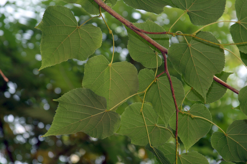 Image of Tilia taquetii specimen.