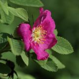 Rosa pratorum