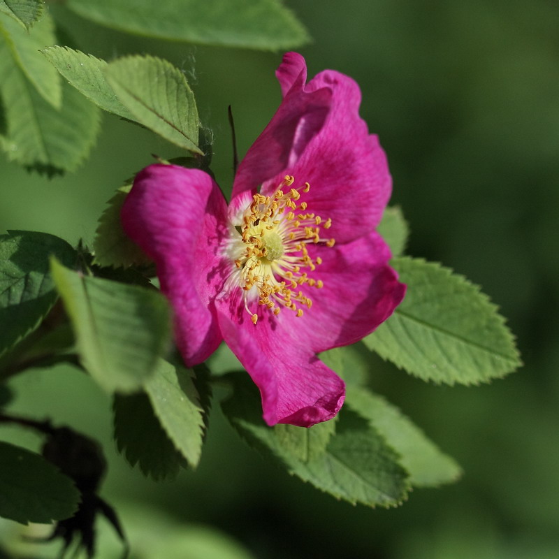 Image of Rosa glabrifolia specimen.