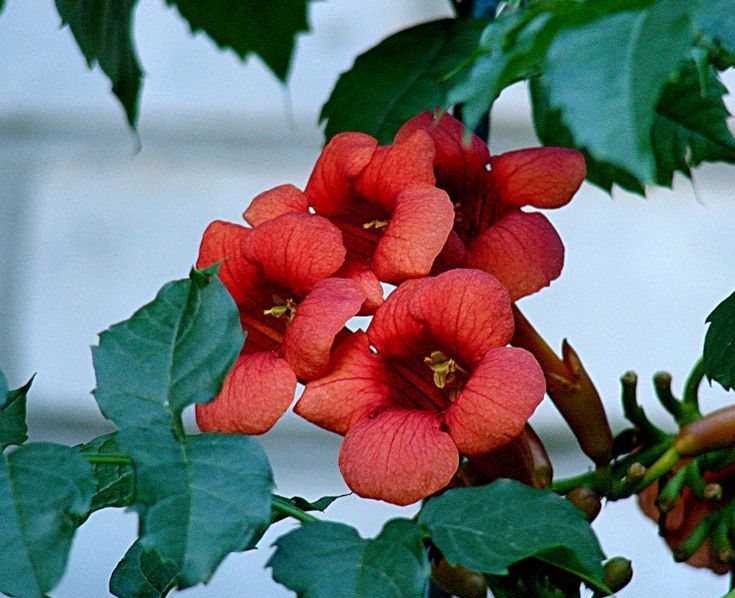 Image of Campsis radicans specimen.