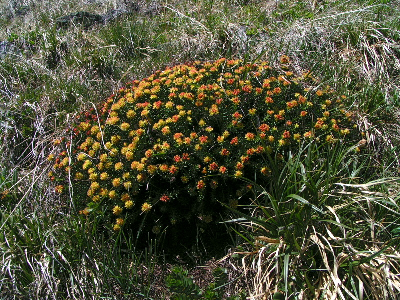 Изображение особи Rhodiola quadrifida.