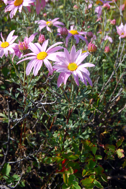 Image of Chrysanthemum sinuatum specimen.