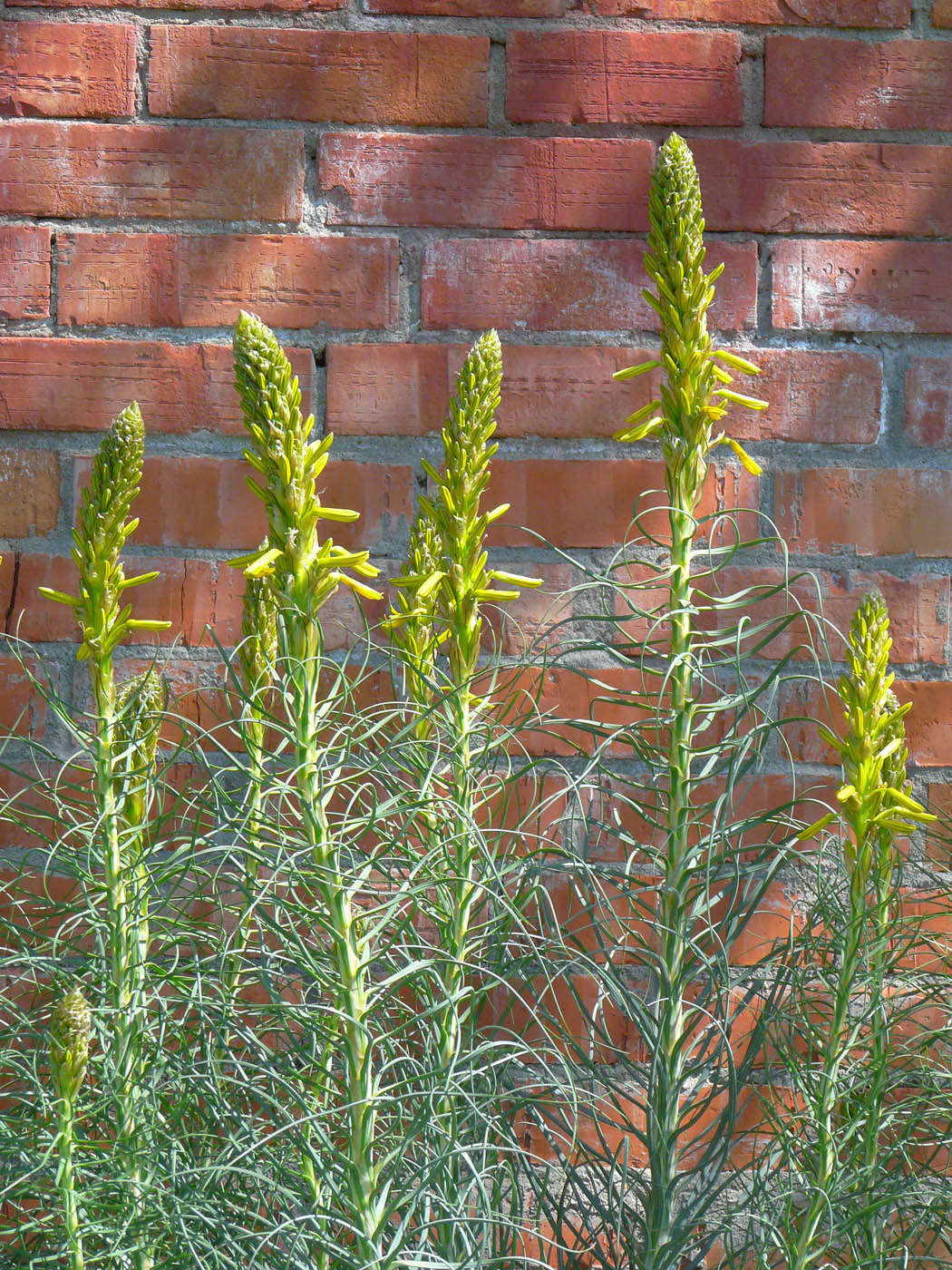 Изображение особи Asphodeline lutea.