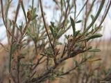 Limonium suffruticosum. Ветвь. Астраханская обл., сев. берег оз. Баскунчак. 03.10.2009.