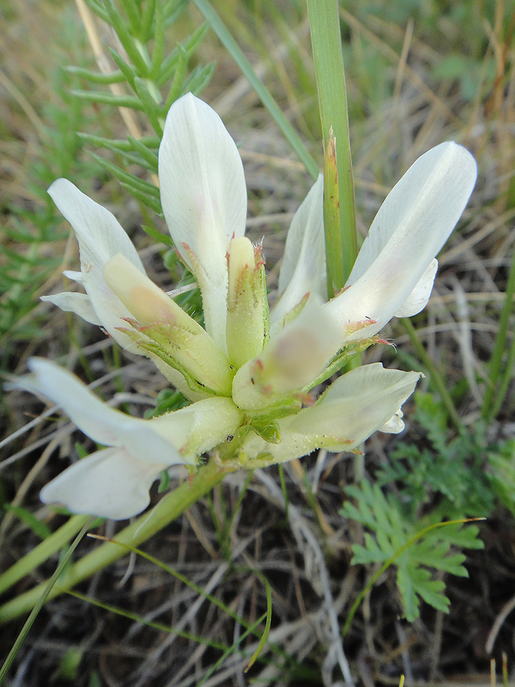 Изображение особи Oxytropis muricata.