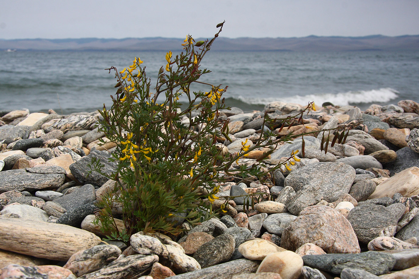 Image of Corydalis impatiens specimen.