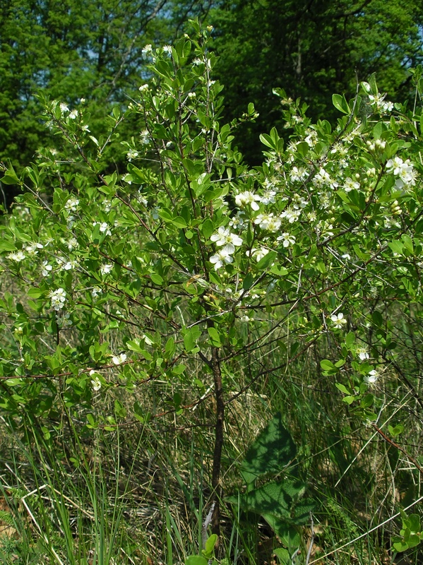 Image of Cerasus fruticosa specimen.