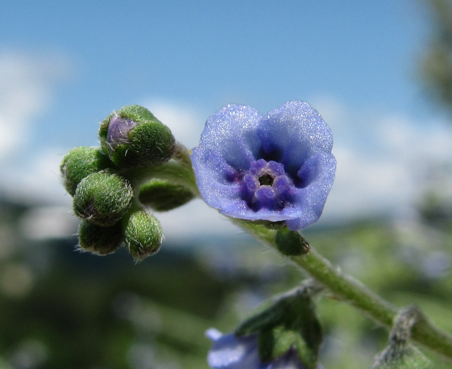 Изображение особи Paracynoglossum glochidiatum.