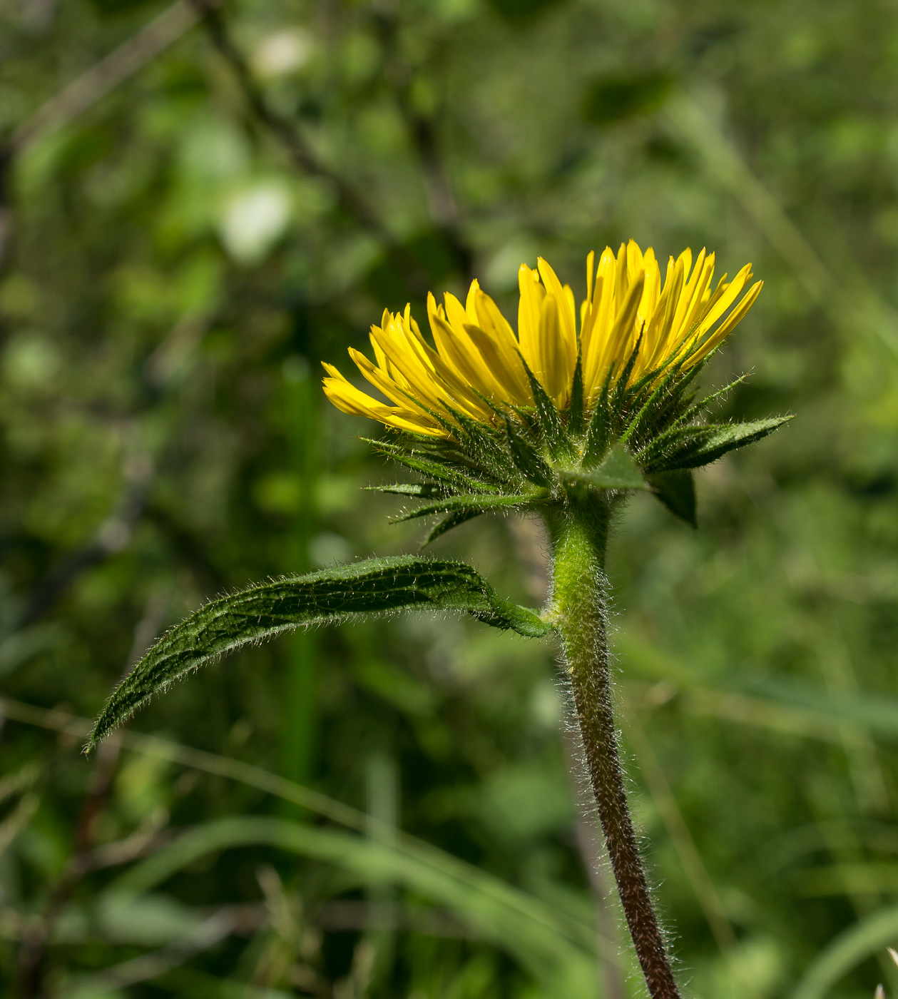 Image of Inula hirta specimen.