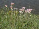 Jurinea stoechadifolia