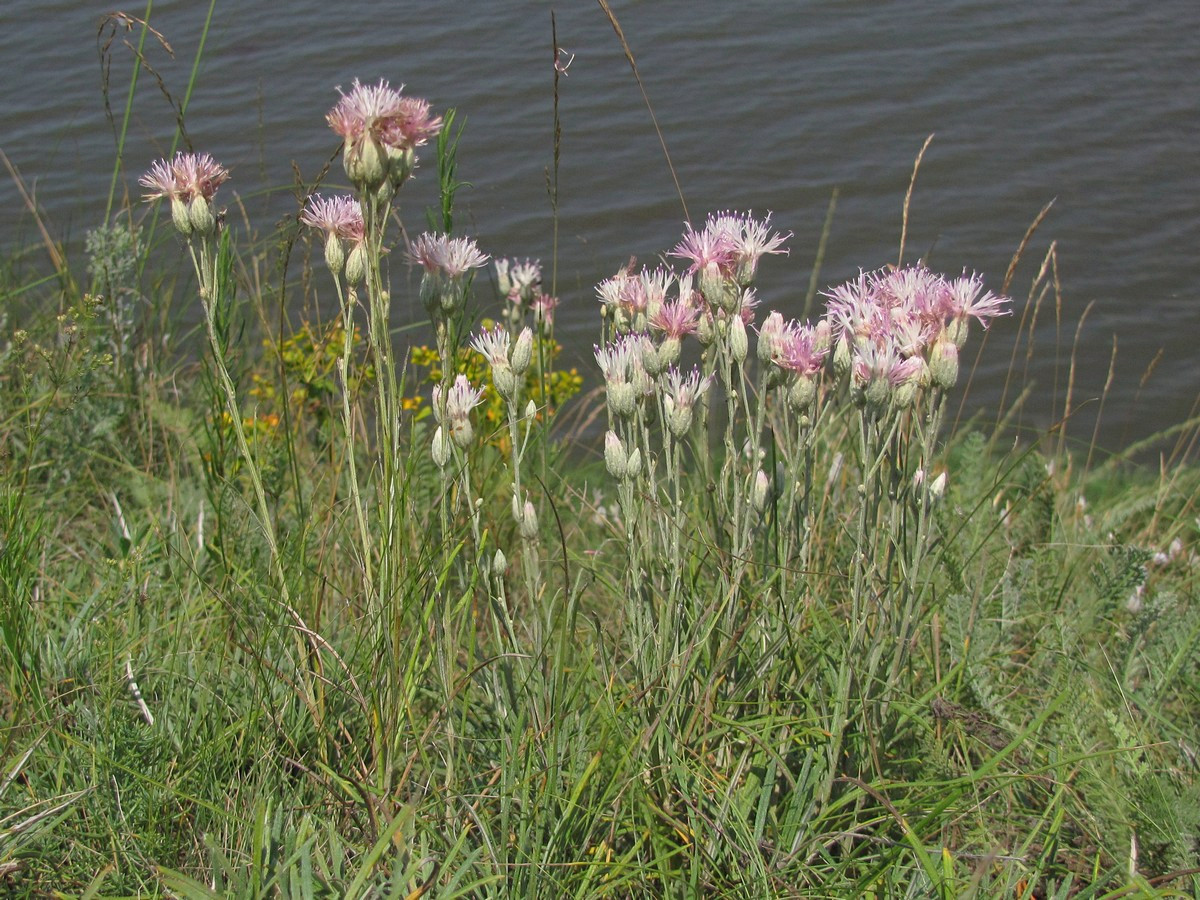 Изображение особи Jurinea stoechadifolia.