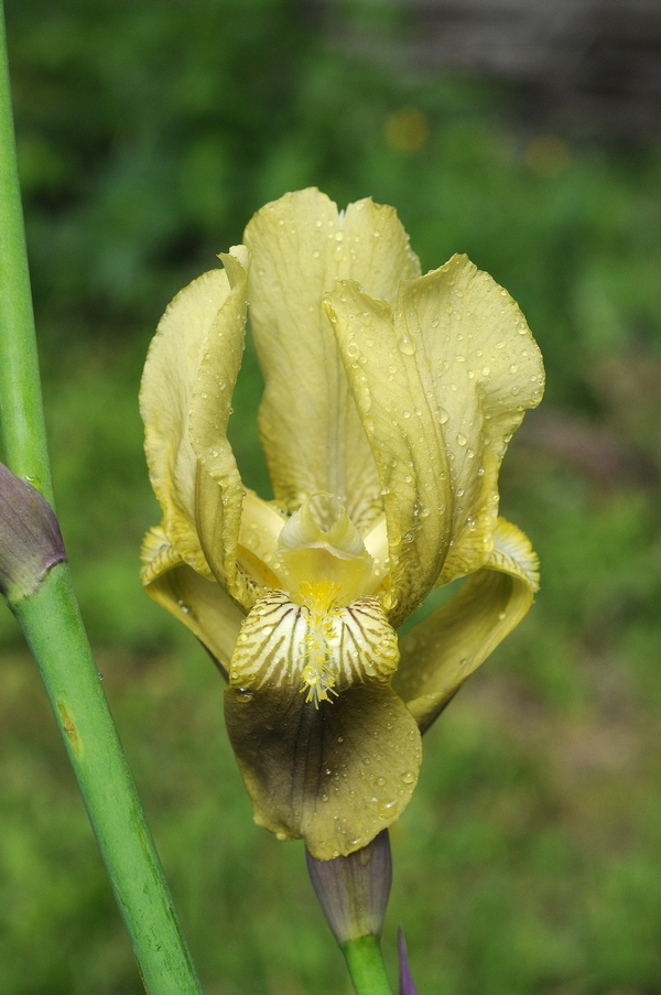 Image of Iris purpureobractea specimen.